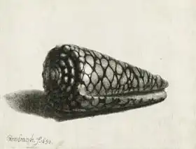 Rembrandt, van Rijn: The Shell (Conus marmoreus)
