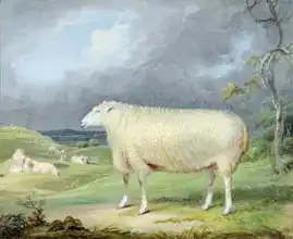 Ward, James: A Border Leicester Ewe